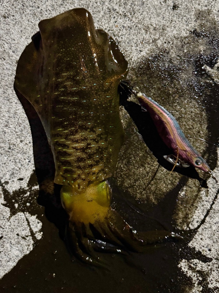 ヤマシタ エギ王 LIVE 3.5号 006 軍艦グリーン : 釣具ショップ赤穂屋