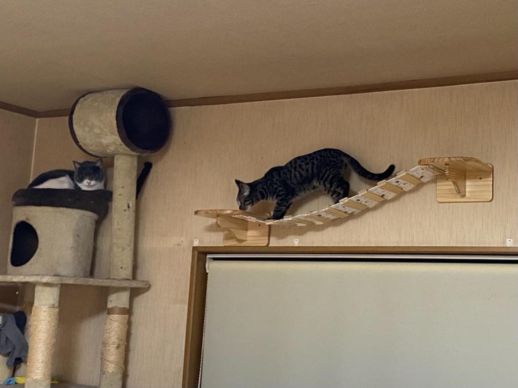 キャットウォーク 猫用 はしご 吊り橋 キャットステップ 壁付け スリム