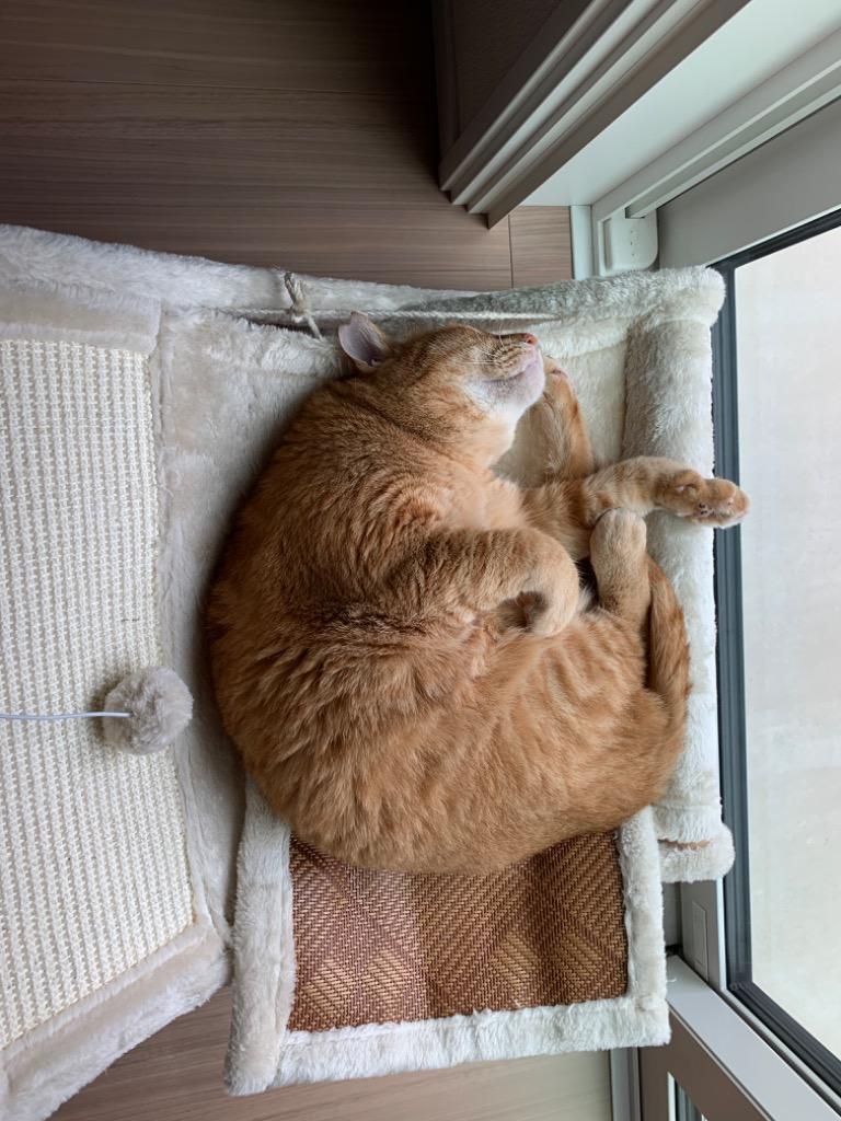 9/5限定☆500円クーポン】 猫 イス 椅子 チェア 猫ベッド ペットベッド ペットチェア 猫用イス ネコ ベッド キャットハンモック ハンモック  ペット用チェア :000000128413:attention 通販 
