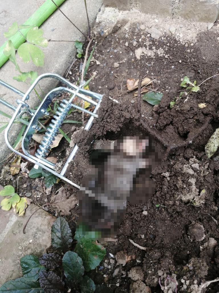 モグラ撃退 モグラ駆除 2個セット 捕獲器 動物捕獲器 もぐら