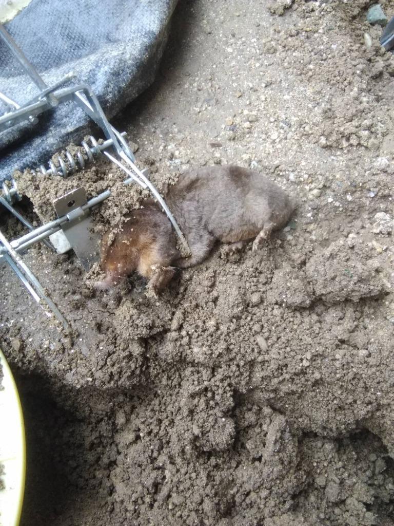 モグラ撃退 モグラ駆除 2個セット 捕獲器 動物捕獲器 もぐら モグラ撃退 モグラ駆除 2個セット 捕獲器 動物捕獲器 もぐら