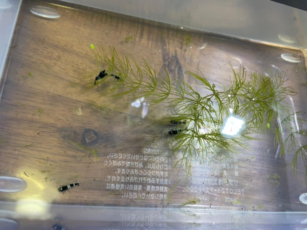 ブラックシャドーシュリンプ 5匹 : AtWell アットウェルYahoo!店