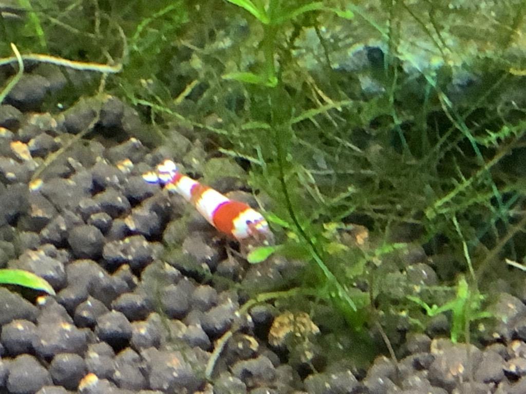 全体のレビュー画像 | 5-0