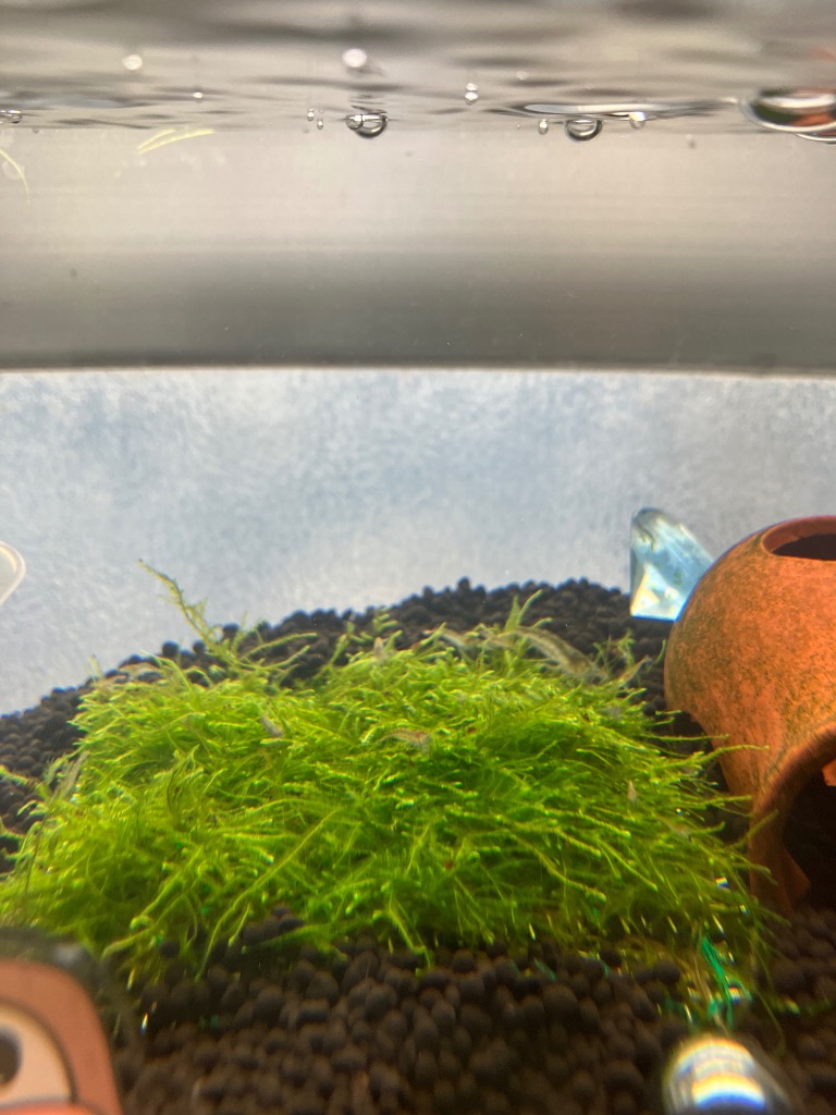 無農薬】ウィローモスマット(縦横約9.0cm) : AtWell アットウェルYahoo