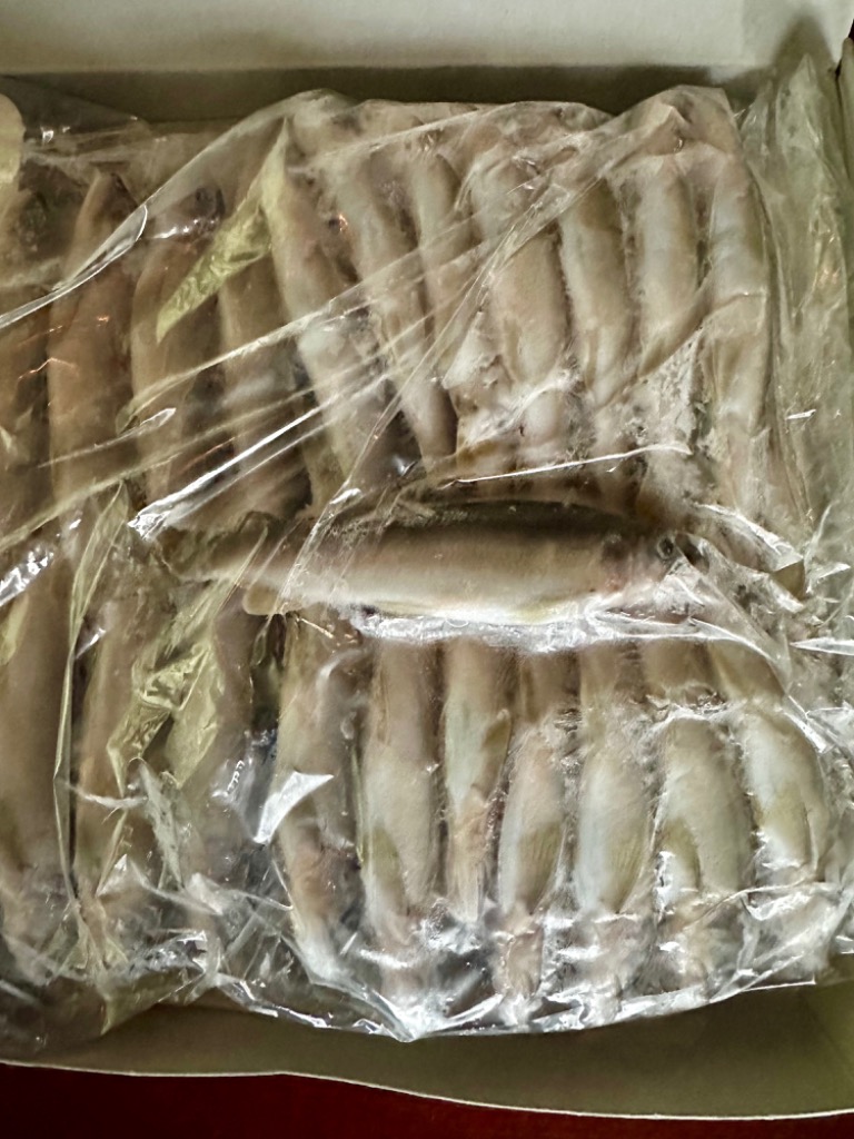 あゆ　箱無し価格 ayuichi_101