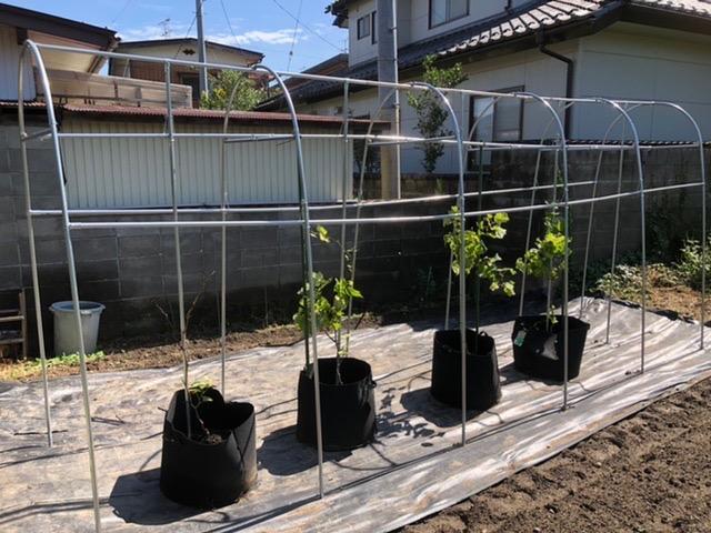 ナンエイ｜南栄工業 家庭菜園用ぶどう栽培ハウス 葡萄の雨よけ棚セット 幅1.2m奥行5m高さ2.2m BATSTS125 :nne-batsts125:AZTEC  ヤフーショップ - 通販 - Yahoo!ショッピング