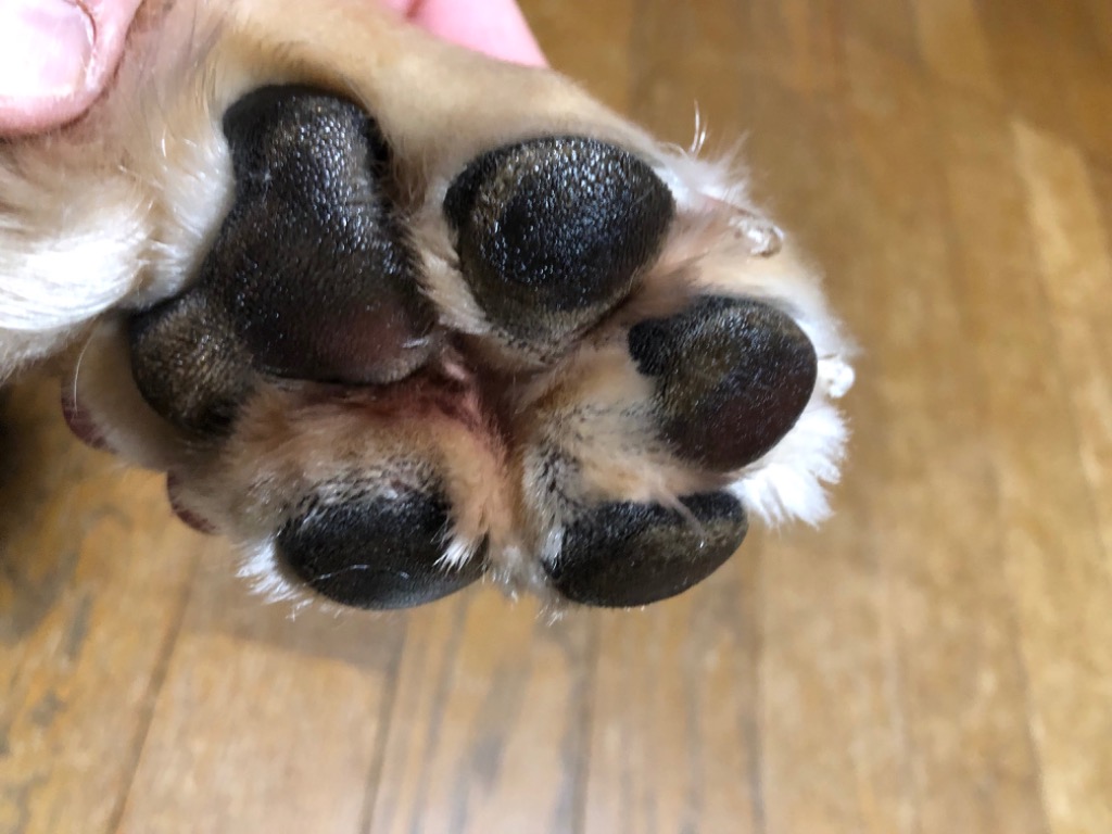 全体のレビュー画像 | 5-1