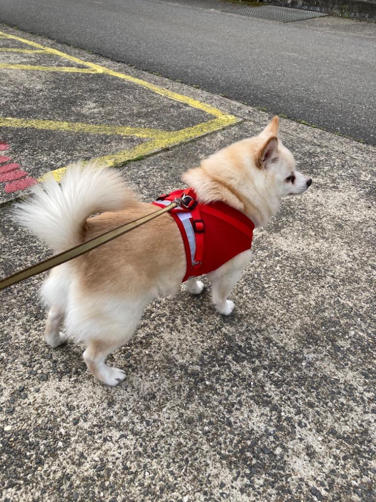 全体のレビュー画像 | 1-0