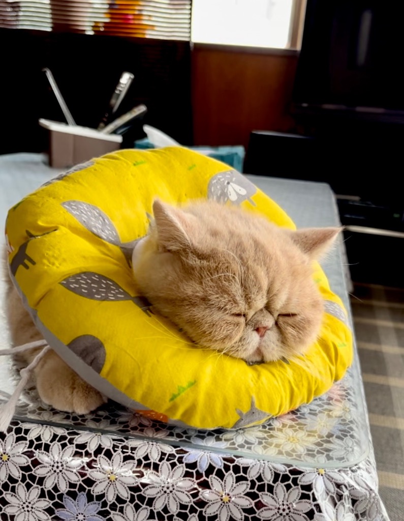 全体のレビュー画像 | 0-0