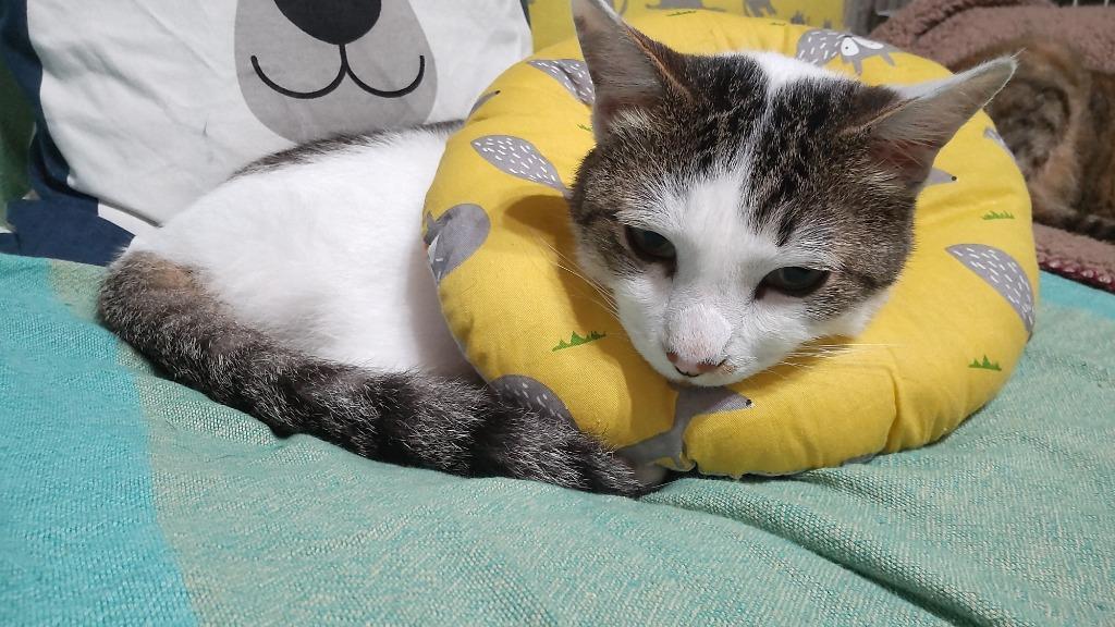 9件目のレビュー画像 | 1