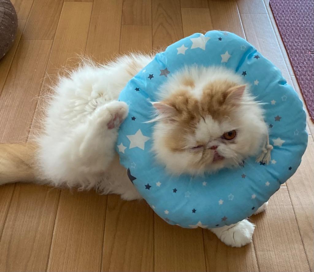 全体のレビュー画像 | 5-0