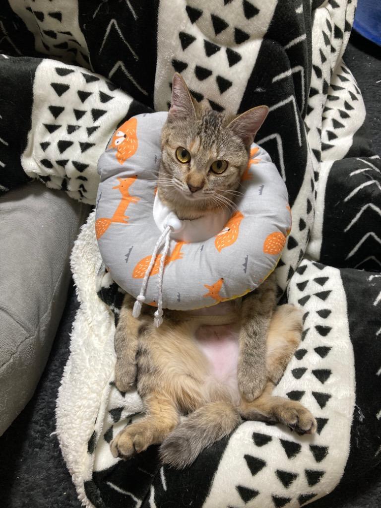 全体のレビュー画像 | 9-0