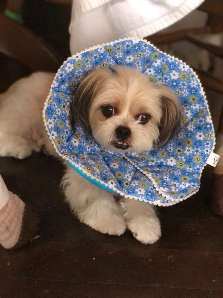 全体のレビュー画像 | 2-0