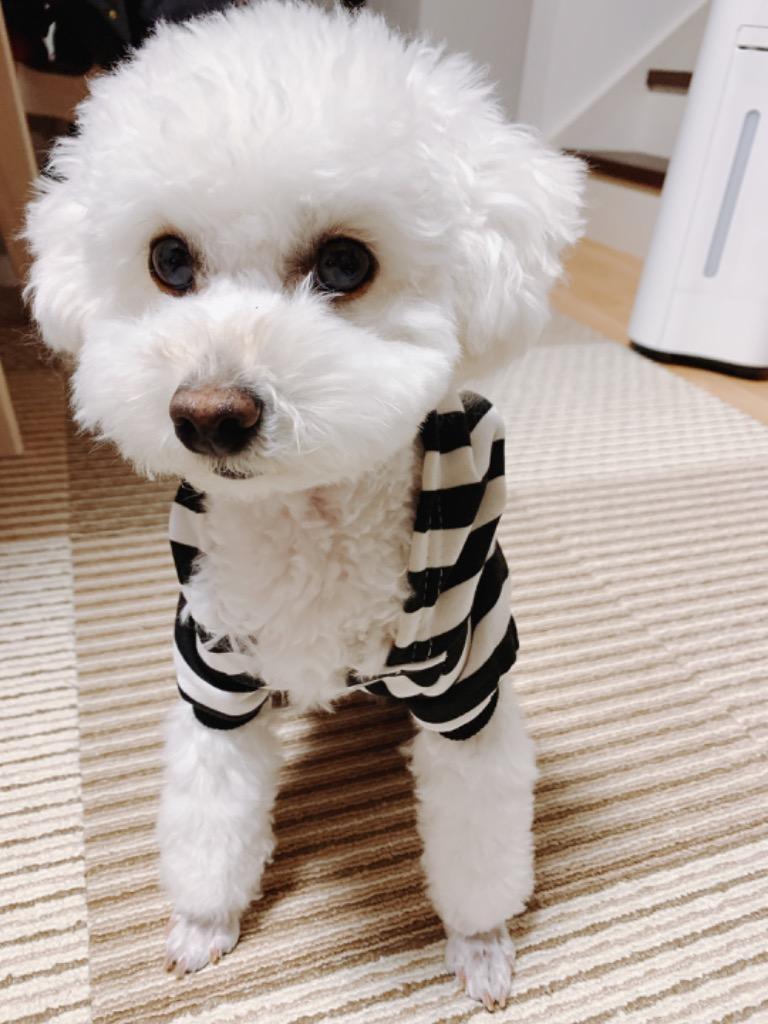 全体のレビュー画像 | 5-1