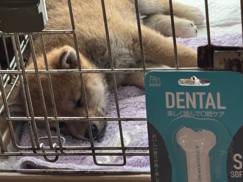 3件目のレビュー画像 | 0