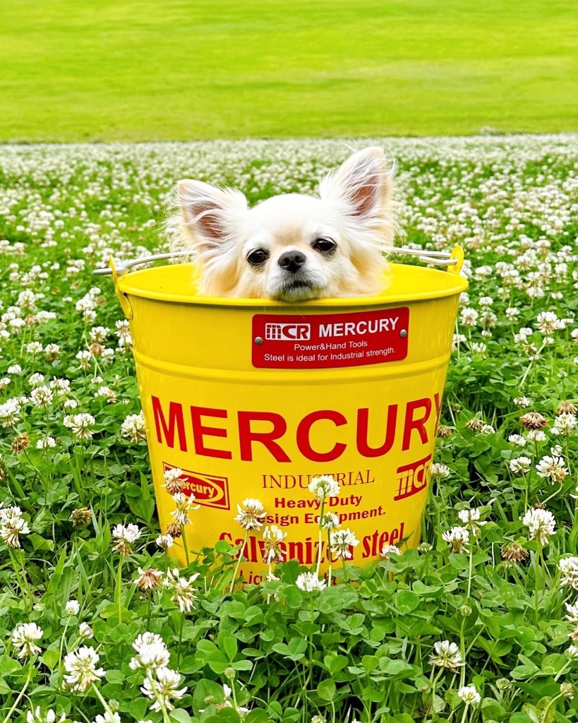 全体のレビュー画像 | 1-0