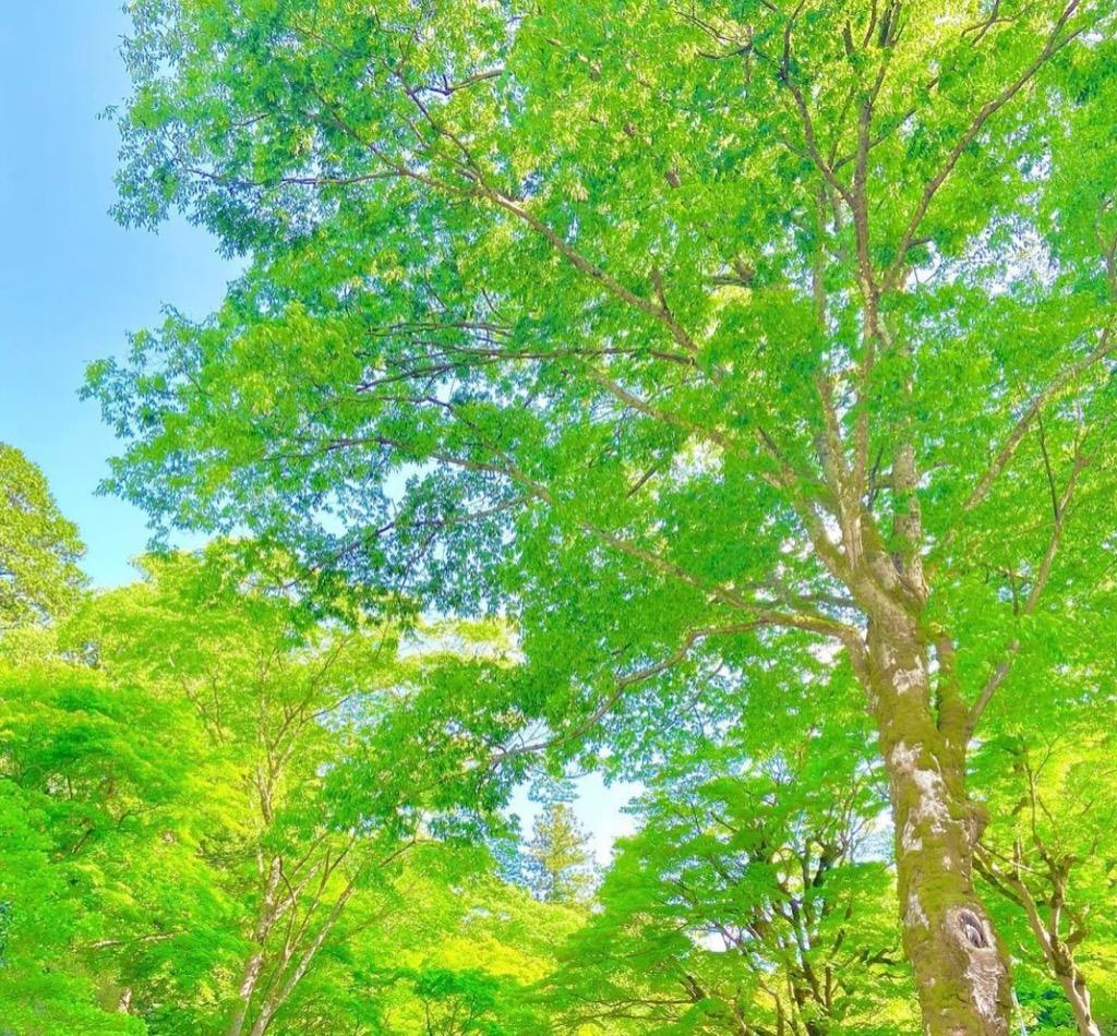 全体のレビュー画像 | 4-0