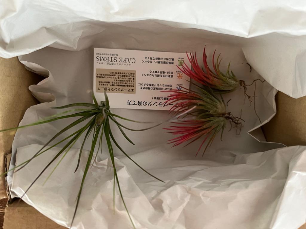 イオナンタフエゴ40個セット Amazon｜おしゃれ 観葉植物 エアープランツ：チランジア