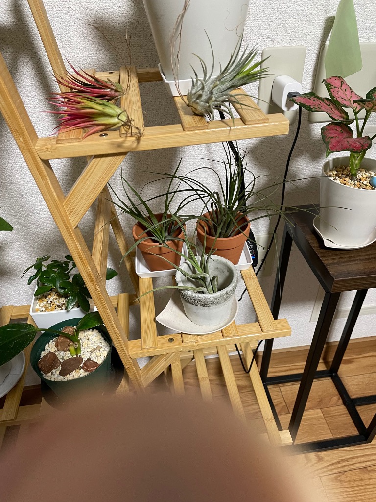 送料無料) エアープランツ おまかせ 5種 セット 初心者さんにも