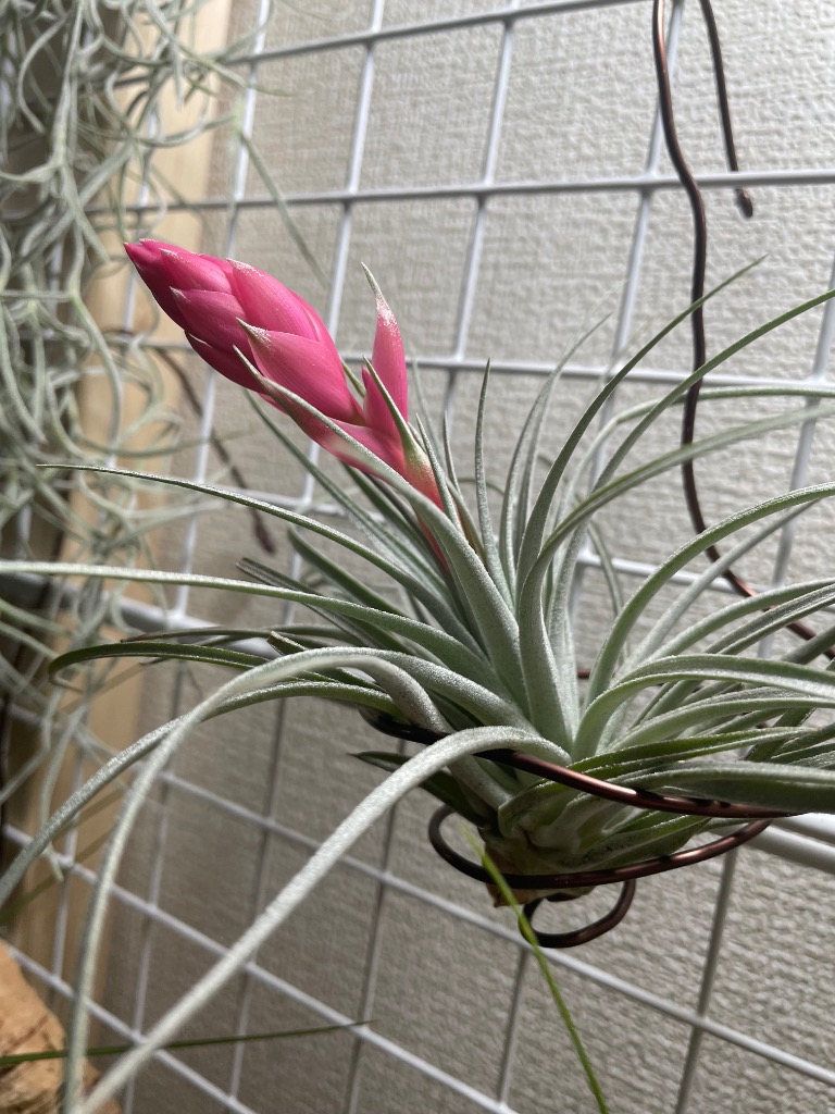 エアープランツ 10個セット ちらんじあ様ご確認用⭐︎ Amazon｜エアプランツ (6種類セット) おまかせセット チランジア