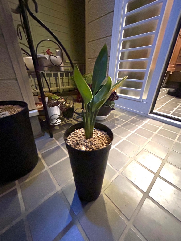 パンダナス 観葉植物 ロングポット 657 ロングポット 小（プラ鉢） BANKSコレクション – linkplants
