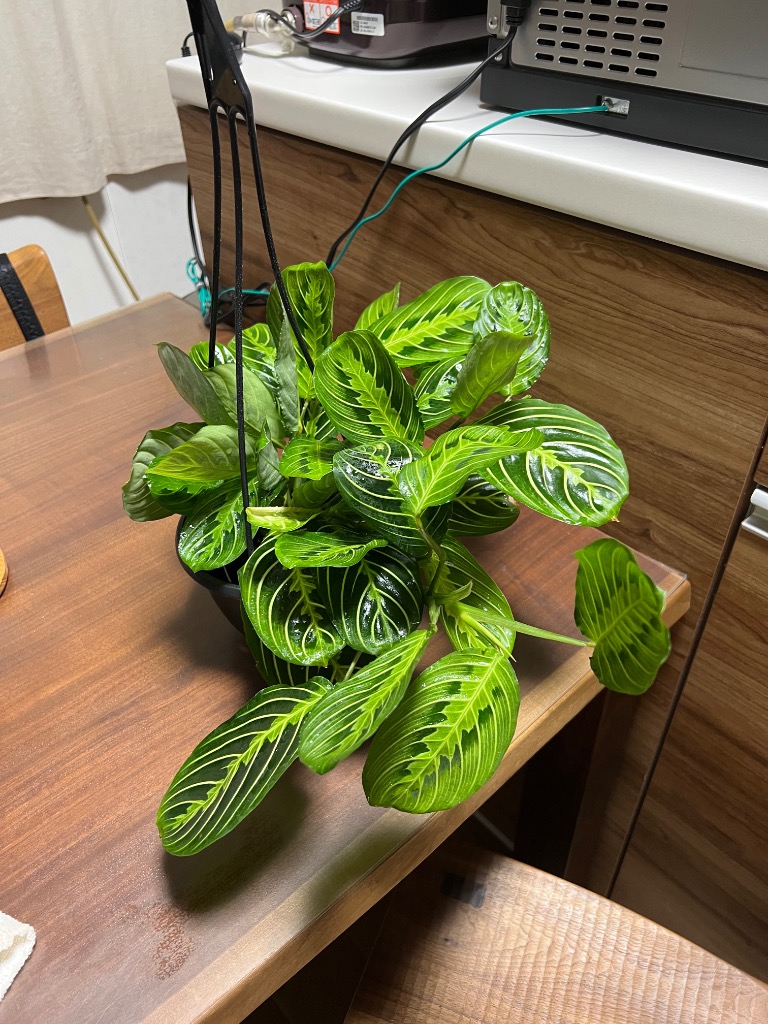 HPM ハンギングポット 吊り鉢 単品 BC プラ鉢 バンクスコレクション