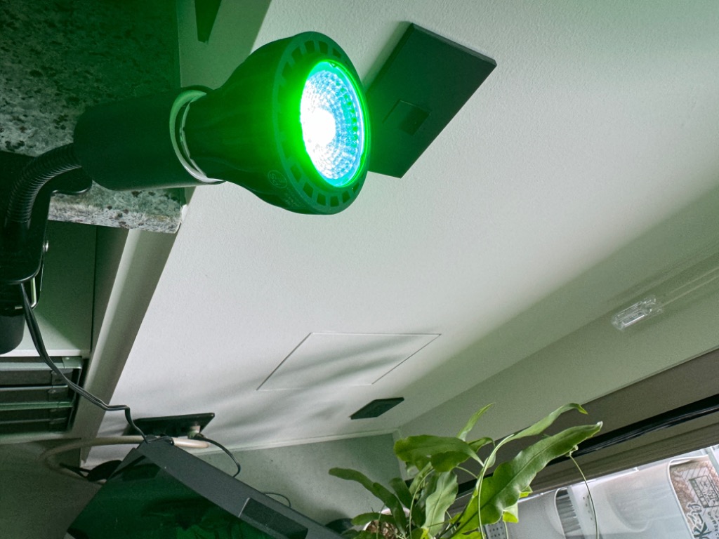 ＧＩＶＥ ＭＥ ＧＲＥＥＮ ＬＩＧＨＴ by みどりきくぞう２個セット新品未使用 楽天市場】BANKS Collection 【GIVE ME GREEN LIGHT by みどり