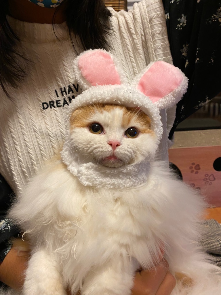 ウサギ耳 ペット帽子 コスプレ仮装 猫のヘアアクセサリー 面白い