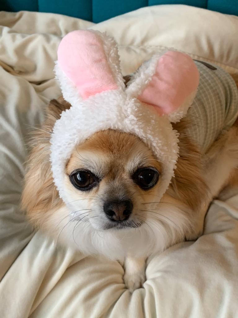 ❤️ラスト１点❤️猫犬用帽子 着ぐるみコスプレ うさぎ 可愛い 面白い 暖かい 猫 犬用帽子 着ぐるみ コスプレ うさぎ 可愛い 面白い 暖かい