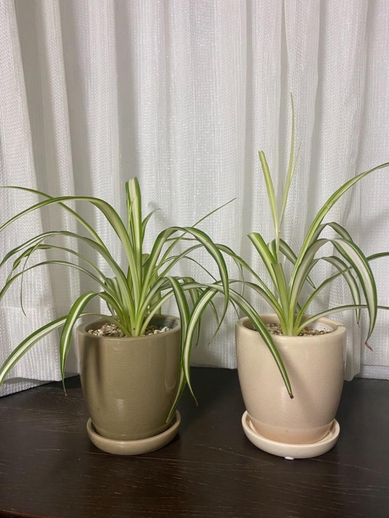 おしゃれな植木鉢 陶器鉢 アスティア トール 4号 受け皿付き :AT-002-04P:植木鉢・テラコッタ専門店バージ - 通販 -  Yahoo!ショッピング