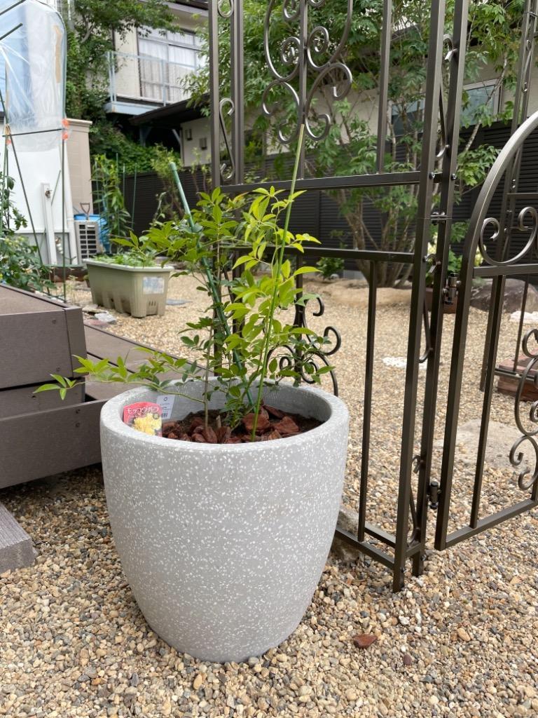 植木鉢 大型 コルテス ラウンド 40 グレー セメント Amazon | 植木鉢 大型 コルテス ラウンド M 40 セメント | 鉢