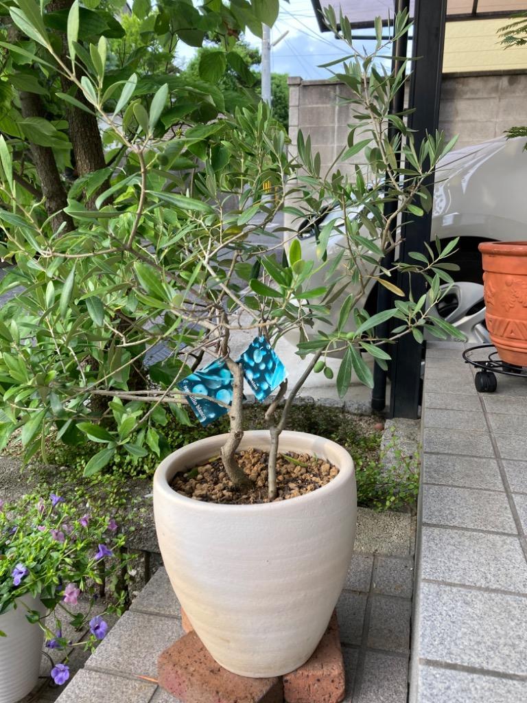 1件目のレビュー画像 | 0