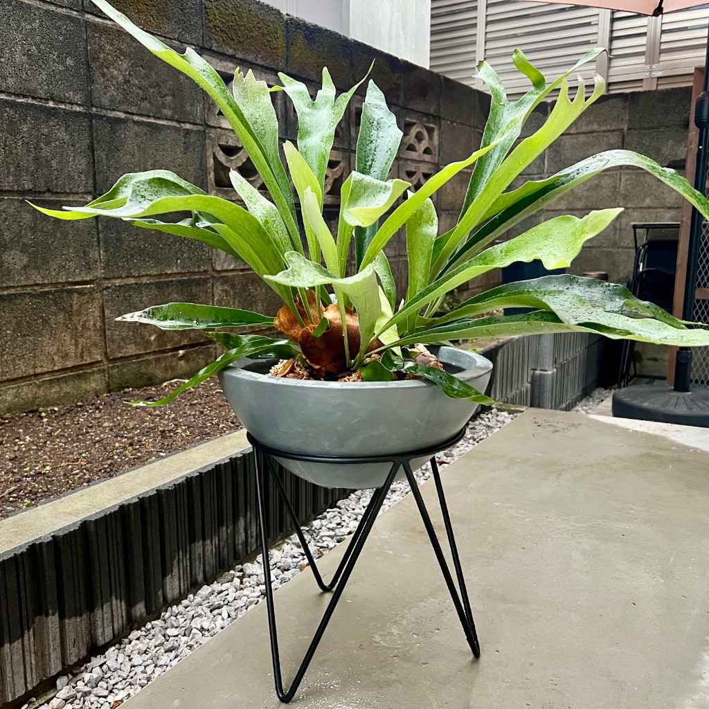 ファイバークレイプロ ノーマ ボウルタイプ 28cm / 36cm 【植木鉢 大型