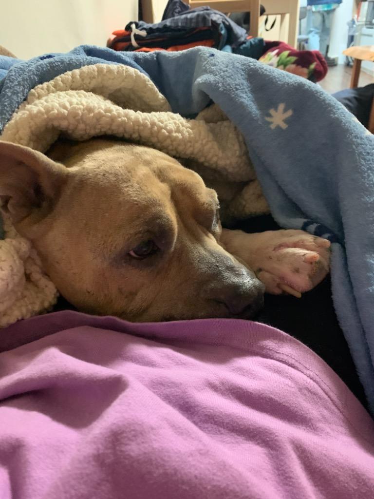 全体のレビュー画像 | 4-0