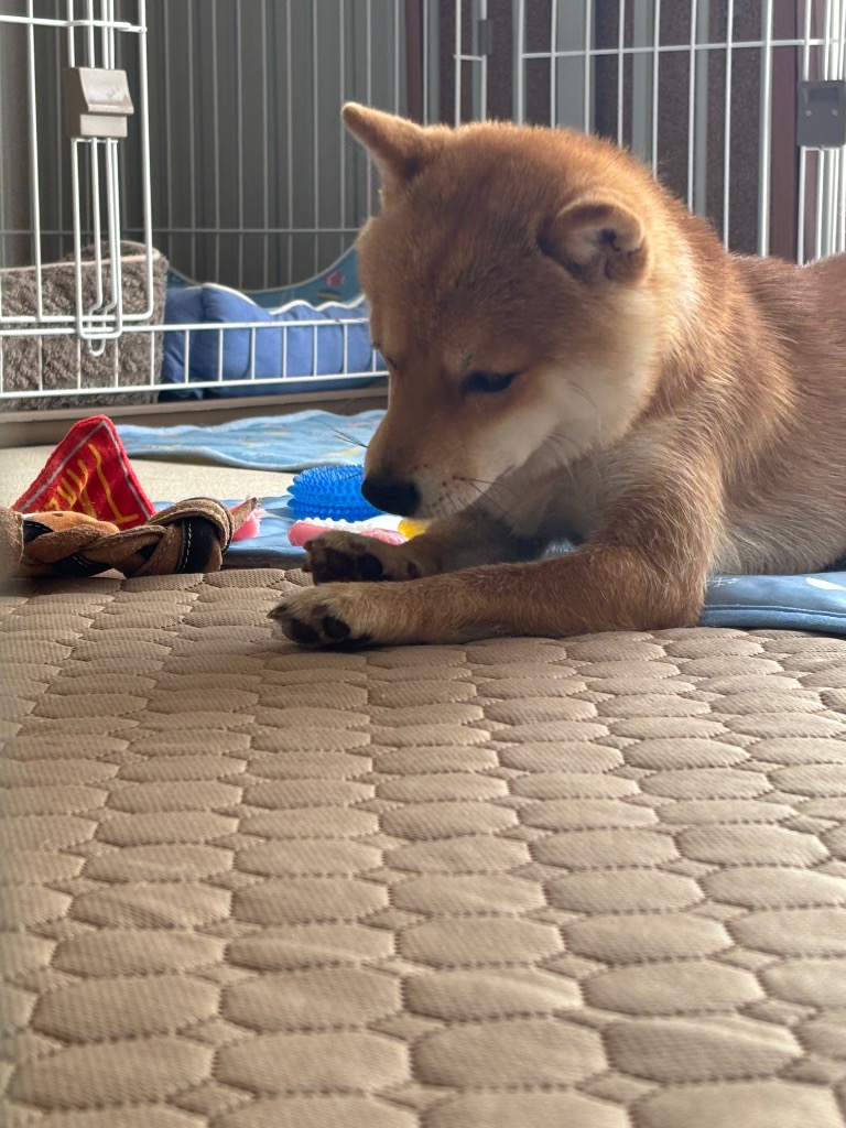 レビュー画像