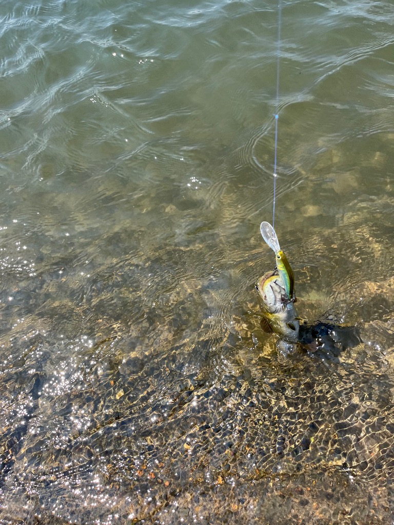 全体のレビュー画像 | 0-0