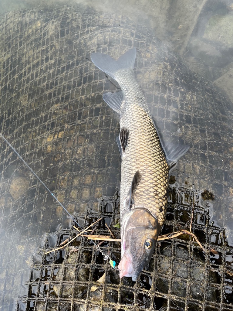 全体のレビュー画像 | 1-0