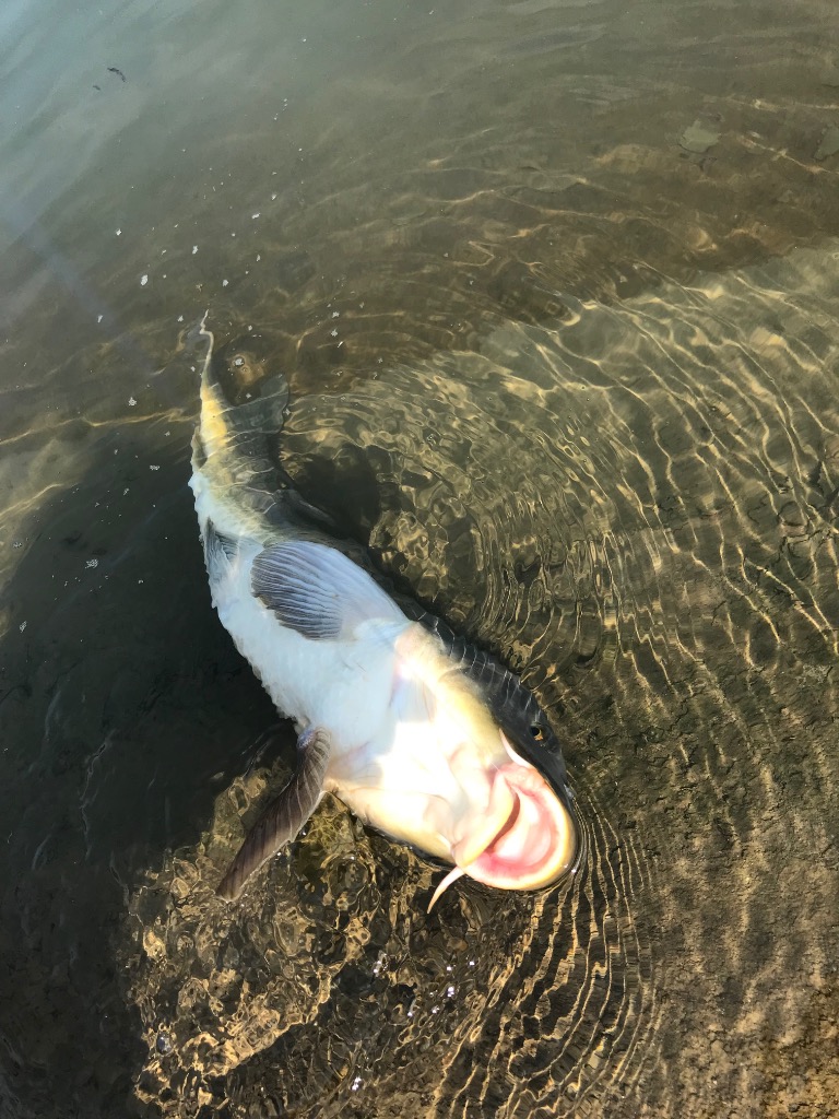 全体のレビュー画像 | 0-0