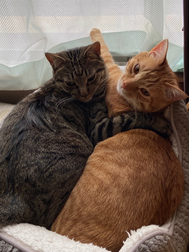 全体のレビュー画像 | 2-0