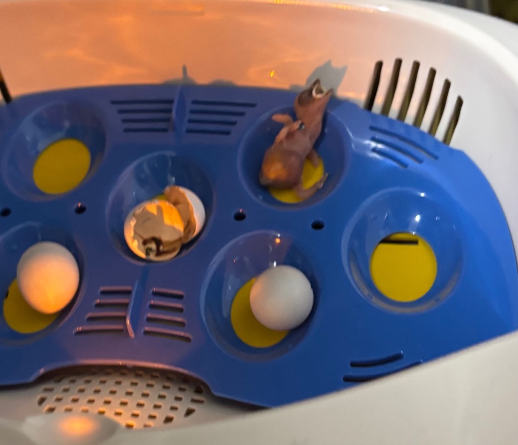 リトルママ 小型自動孵卵器(ふ卵器・ふ卵機) : eバード - 通販 - Yahoo