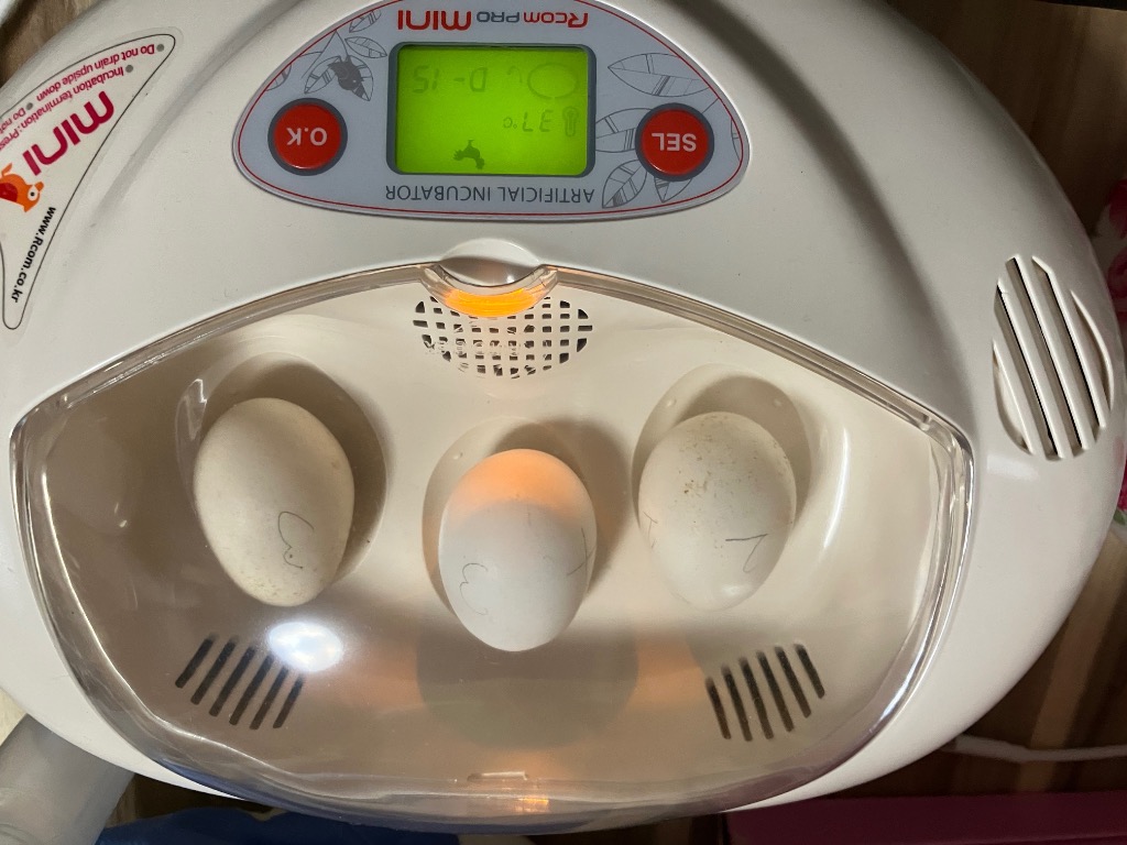 リトルママ 小型自動孵卵器(ふ卵器・ふ卵機) : eバード - 通販 - Yahoo