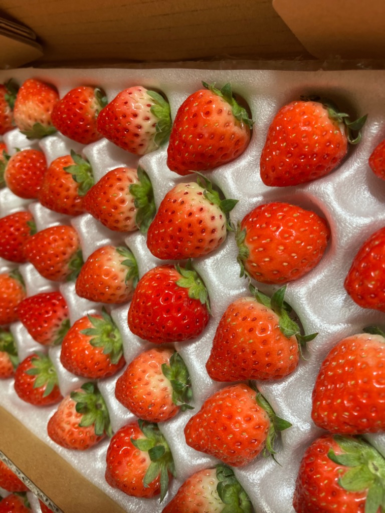 大幅値下げ3,480→2,080円】国産いちご 約0.5kg 2トレー【S