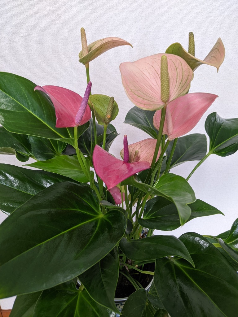 紫) 愛んすりうむ6号 高さ60cm アンスリウム アンスリューム