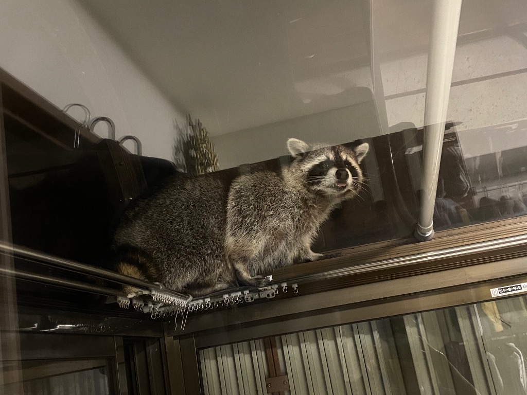 アライグマ撃退 忌避剤 撃退アライグマ激臭シート 3個入 激辛臭が約2