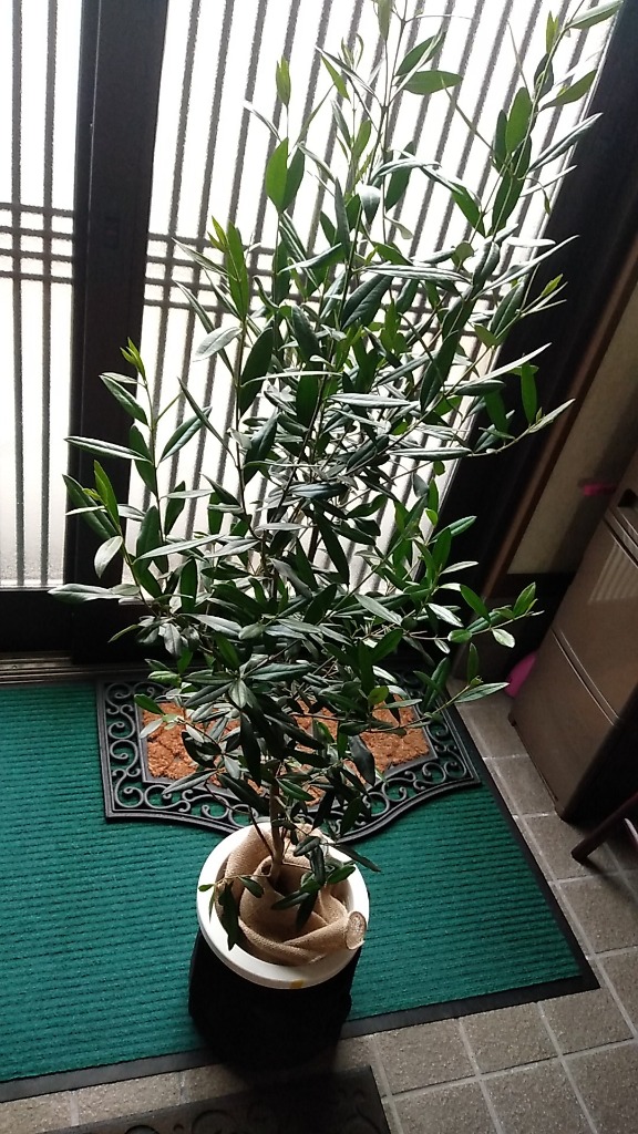 オリーブの木 観葉植物 オリーブ 鉢植え 8号 寒さ暑さに強い