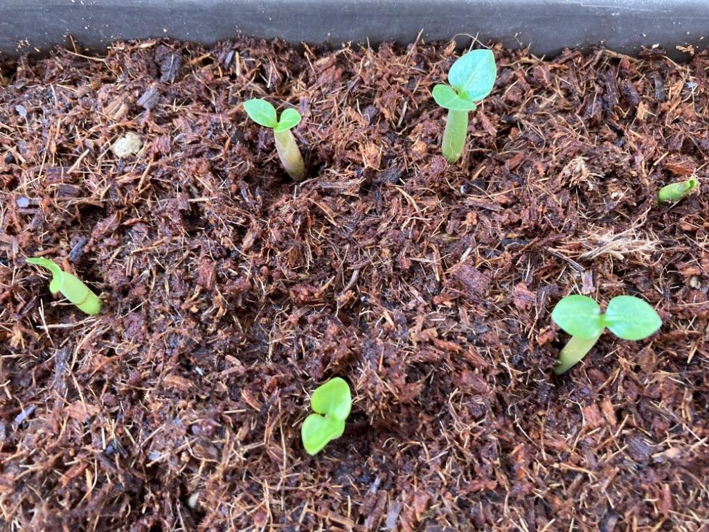 多肉植物 塊根植物 種子 種 アデニウム-アラビカム Adenium-Arabicum 盆栽 砂漠のバラ キョウチクトウ科 種子10粒 :adenium -arabicum-10:BerryP - 通販 - Yahoo!ショッピング