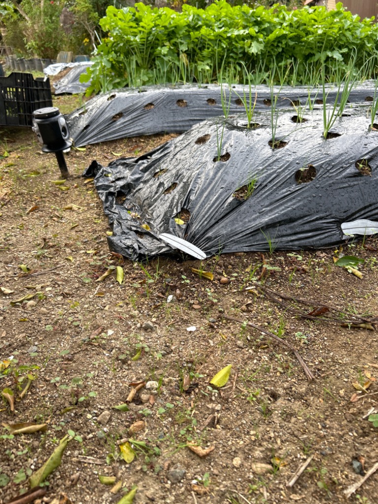 全体のレビュー画像 | 0-1