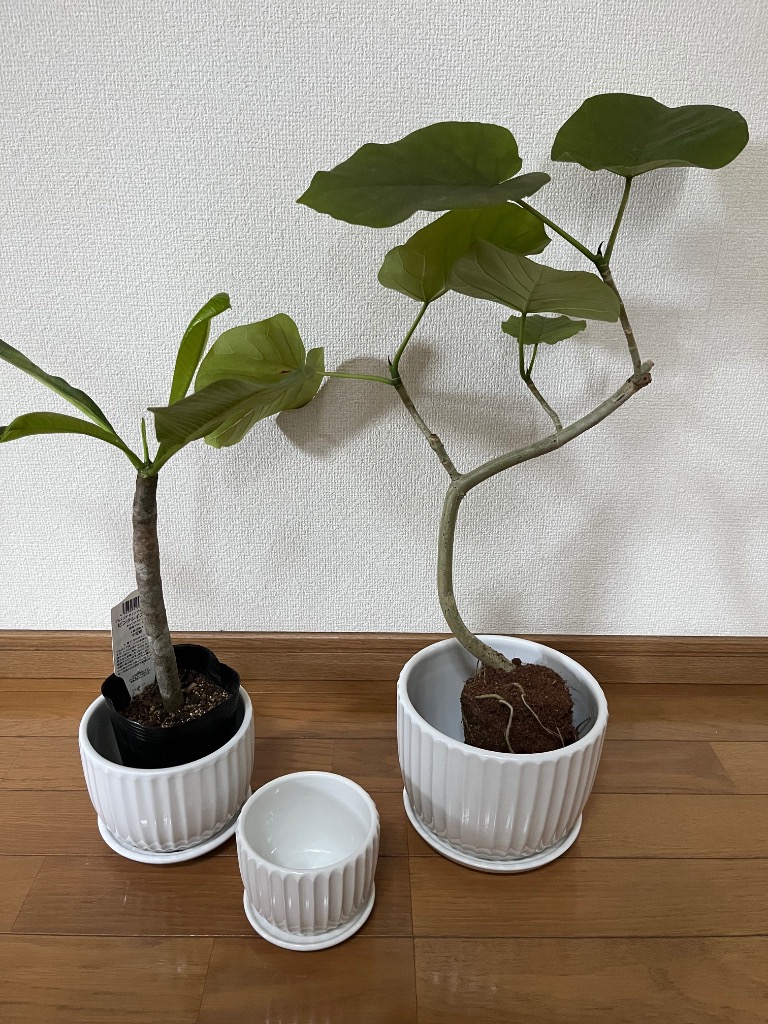 植木鉢 陶器製 北欧デザイン 受け皿付き 鉢と受け皿が一体型 底穴排水