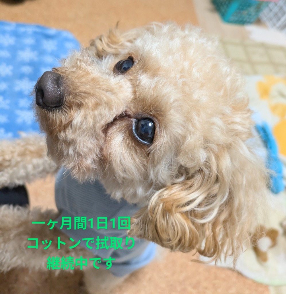 レビュー画像