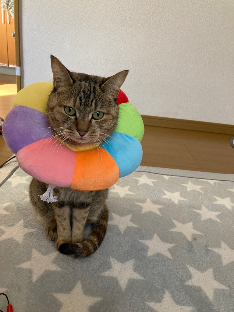 レビュー画像
